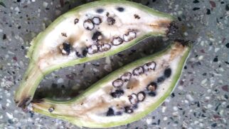 Mudanças ao longo de milhares de anos transformaram completamente a fruta que hoje faz parte da rotina dos brasileiros