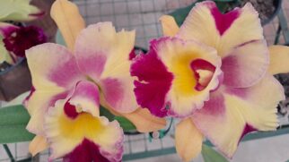 Além de apreciar as flores, o público também poderá adquirir mudas a preços acessíveis