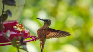 Saiba como a água fresca e sem odores aumenta as chances de receber visitas frequentes de passarinhos no jardim ou na varanda