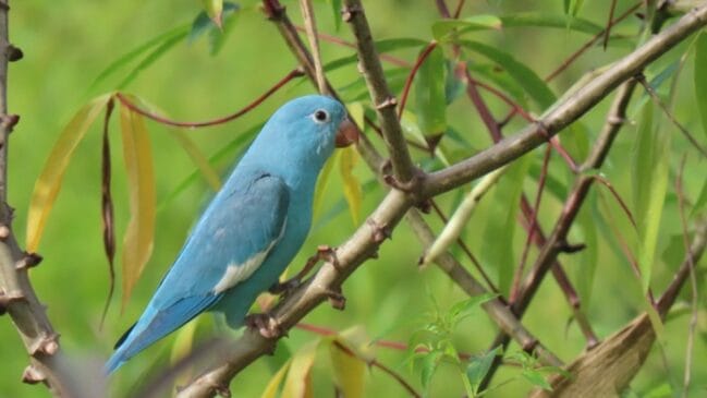 Animal foi avistado em meio a um bando que se alimentava em uma plantação de milho