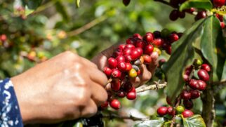 Estudos indicam que a polpa contém compostos antioxidantes e pode contribuir para a memória, o colesterol e o foco no dia a dia