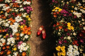 Festival de flores em Holambra abre vendas e promete experiências imersivas