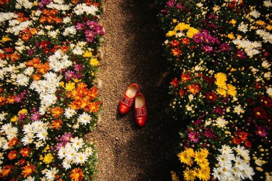 Festival de flores em Holambra abre vendas e promete experiências imersivas