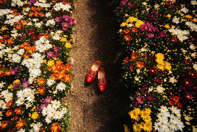 Festival de flores em Holambra abre vendas e promete experiências imersivas