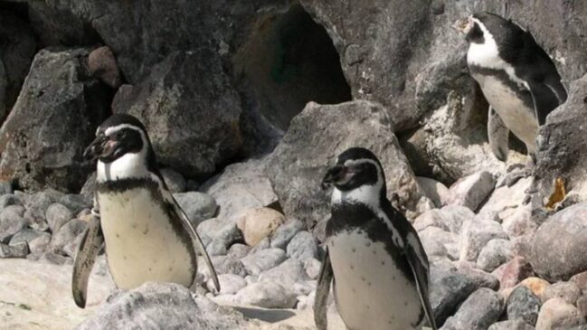 Pinguim-de-Humboldt
