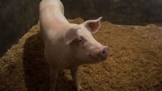 Escolha dos suínos para o chamado xenotransplante (transplante entre espécies diferentes) não é por acaso