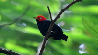 O saltarim-cabeçavermelha é uma das aves mais chamativas das florestas tropicais úmidas das Américas, com seu corpo negro e a coroa vermelha que se destaca na sombra da mata.