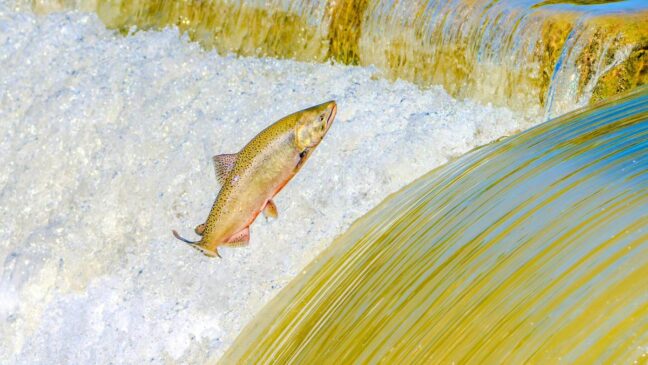 Salmão