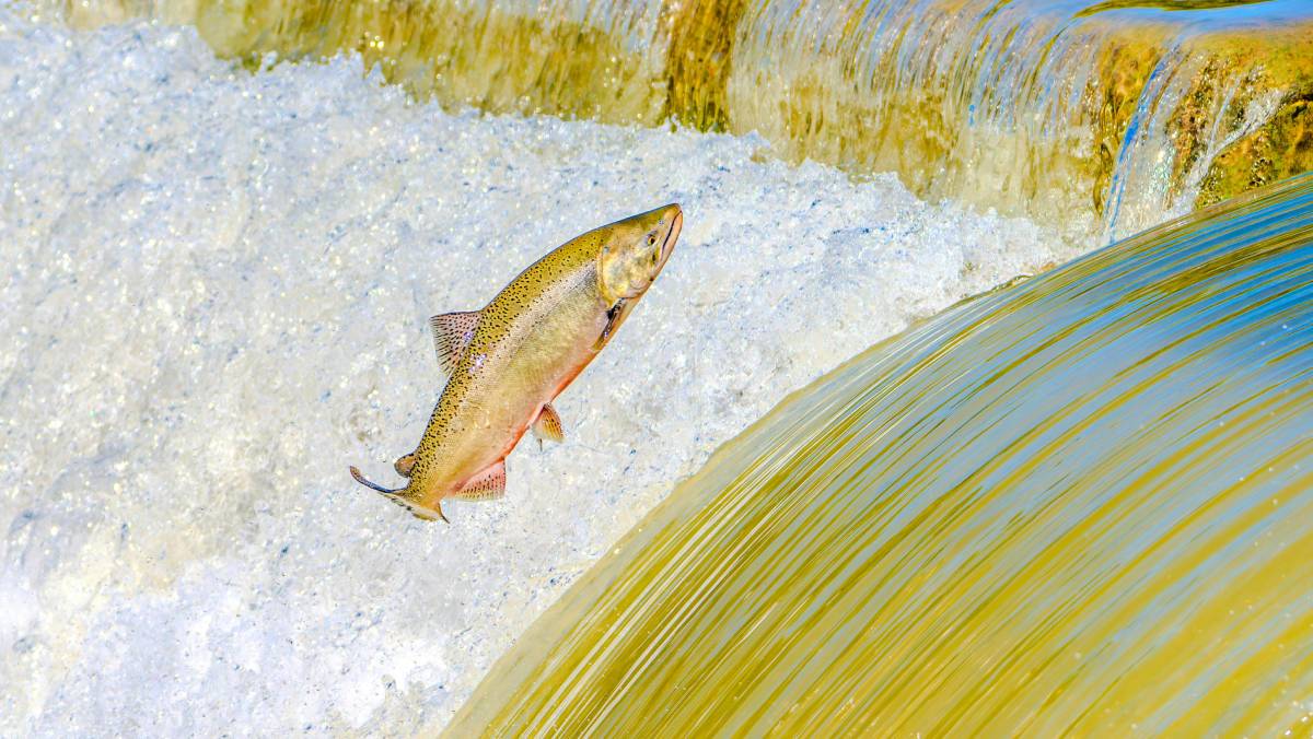 Salmão