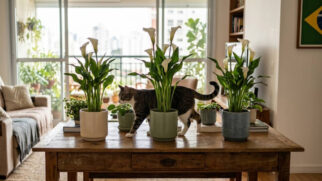 Nem toda planta bonita é inofensiva para os bichos. Conheça espécies que exigem atenção, entenda os sintomas mais comuns e descubra alternativas para manter a casa verde sem colocar o pet em risco.