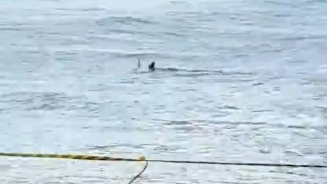 Tubarão foi visto na Praia das Astúrias, no litoral sul paulista