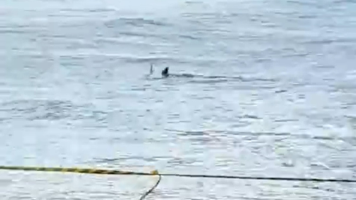 Tubarão foi visto na Praia das Astúrias, no litoral sul paulista