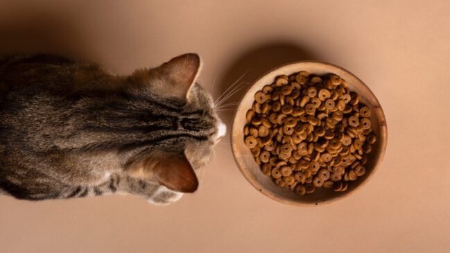 O estudo japonês mostrou que o gato pode reduzir a ingestão quando se acostuma com o mesmo cheiro da comida. Foto: Freepik