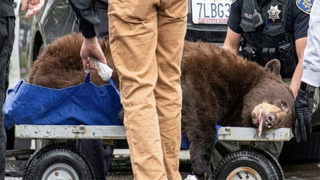 Equipes de resgate sedaram o animal após mobilização em Pacoima