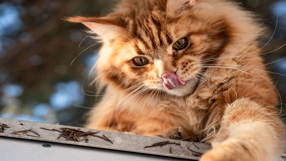 O Maine Coon é conhecido pelo porte grande, pela pelagem volumosa e pelo comportamento dócil, características que fazem da raça uma das mais admiradas entre os amantes de gatos no mundo inteiro / Foto: Pixabay