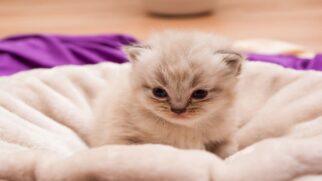 Conheça os gatos que conquistam fãs pela aparência encantadora