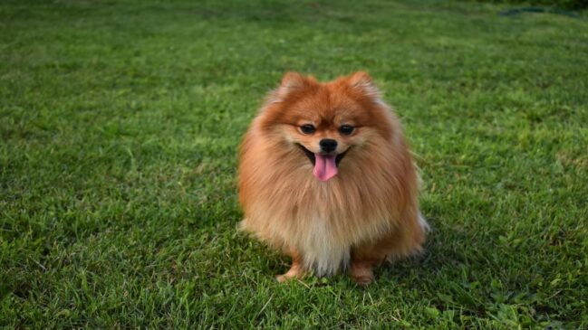 Raças conhecidas pela aparência encantadora e pelo comportamento carinhoso conquistam espaço nos lares e fazem sucesso entre apaixonados por cachorro