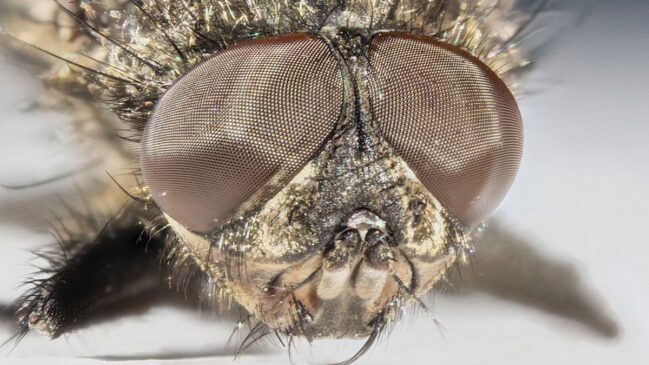 A mosca-doméstica chama atenção pelos olhos compostos, uma das chaves para sua reação rápida