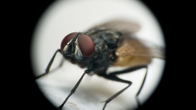 Além dos olhos, a cabeça das moscas reúne antenas e peças bucais adaptadas ao modo de vida desses insetos (Foto: Axislit / Wikimedia Commons)
