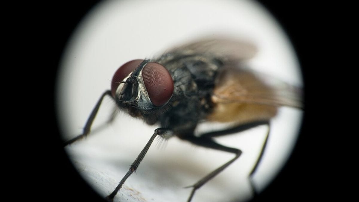 Além dos olhos, a cabeça das moscas reúne antenas e peças bucais adaptadas ao modo de vida desses insetos (Foto: Axislit / Wikimedia Commons)