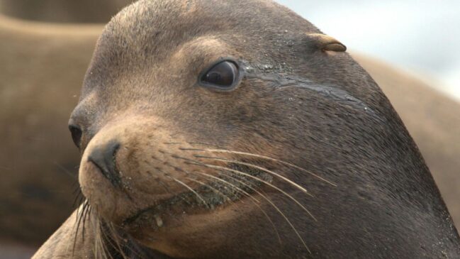 Operação com os animais mantida há décadas em águas costeiras e portos estratégicos.