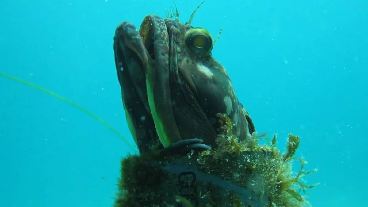 Ele parece pequeno até abrir a boca. O "peixe sarcástico" revela uma explosão de cores e uma mandíbula desproporcional em segundos (Foto: Wikimedia Commons)
