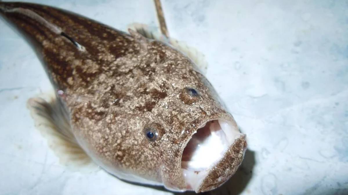 Dentes enormes, olhos voltados para cima e caça silenciosa na escuridão total. O peixe-ogro enxerga presas onde quase não existe luz (Foto: Wikimedia Commons)