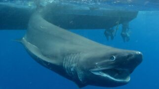 Tubarão-de-seis-guelras é devolvido ao mar após marcação em águas profundas no Havaí