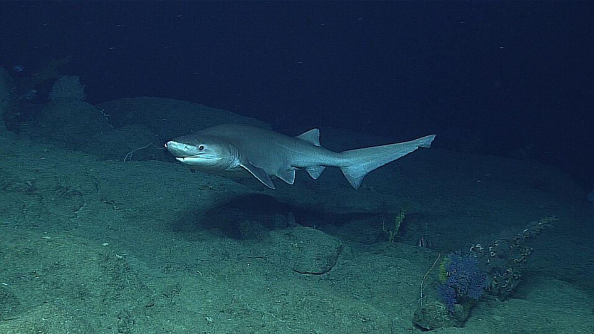 Tubarão-de-seis-guelras foi registrado durante uma expedição de exploração em Santa Rosa Reef, ao sul de Guam (Foto: NOAA Ocean Explorer / Wikimedia Commons)