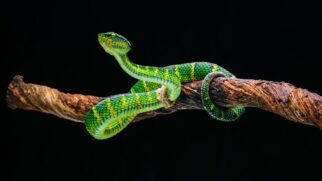A aparência verde e arborícola ajuda a explicar por que a nova espécie chamou tanta atenção dos pesquisadores
