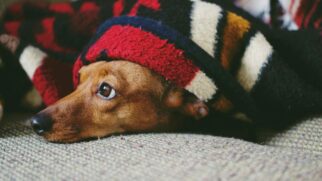 Cachorro envolto em um cobertor dentro de casa, imagem que reforça a busca dos pets por calor e proteção