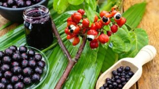 Jabuticaba, açaí e guaraná aparecem em ranking internacional e chamam atenção por compostos bioativos ligados à saúde