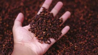Antes de virar tempero, o cravo-da-índia nasce como botão floral e pode levar anos até a primeira colheita