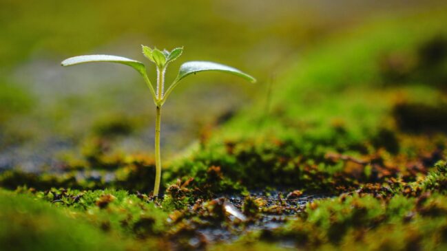 O surgimento de novas estratégias de crescimento foi essencial para que a vegetação conquistasse áreas cada vez mais variadas