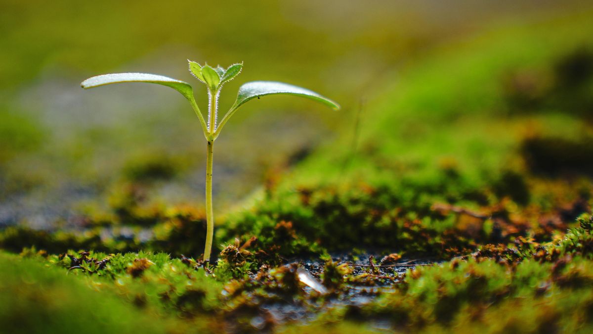 O surgimento de novas estratégias de crescimento foi essencial para que a vegetação conquistasse áreas cada vez mais variadas
