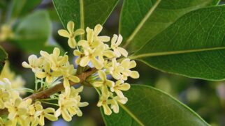 Além do uso ornamental, as flores de osmanthus também aparecem associadas a chás, doces e preparos tradicionais asiáticos