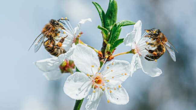 O estudo revelou que o sucesso da polinização depende de quatro fatores interconectados: o tipo de cultura, a composição das flores plantadas, o grupo de abelhas e o contexto ambiental