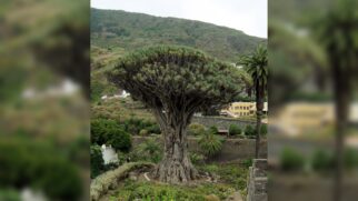 Muito além de um guarda-chuva natural, a Dracaena cinnabari possui uma seiva vermelha de Socotra e é um dos segredos mais fascinantes da botânica mundial