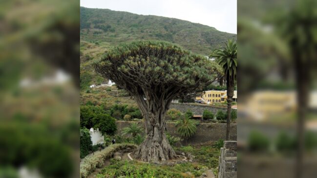 Muito além de um guarda-chuva natural, a Dracaena cinnabari possui uma seiva vermelha de Socotra e é um dos segredos mais fascinantes da botânica mundial