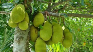 Conheça as árvores com raízes agressivas e frutos pesados que devem ficar longe das calçadas