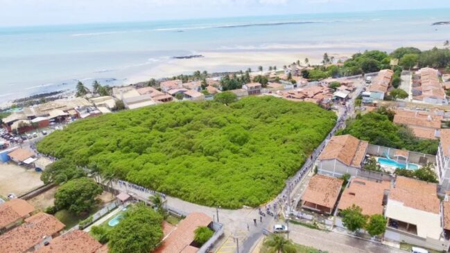 Vegetal impressiona por cobrir uma área entre 8.500 e 9.500 metros quadrados