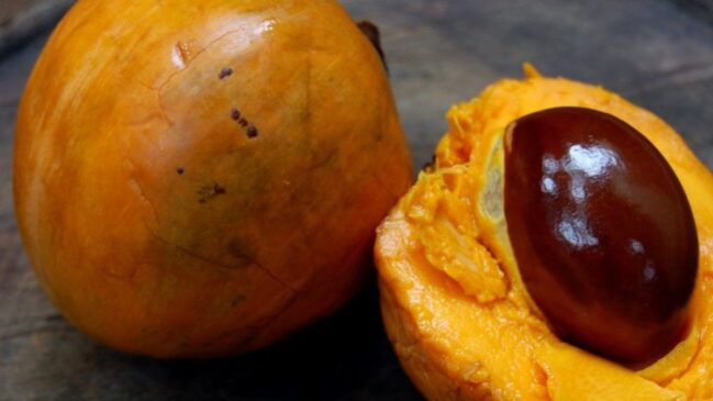 Pouco conhecida nas feiras comuns, a fruta-ovo conquista quem a prova pela polpa densa, doçura suave e versatilidade na cozinha e pode ser cultivada em casa.