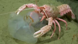 Descoberta revela um mundo escondido onde a vida desafia condições extremas