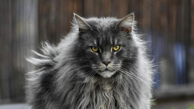 Maine Coon