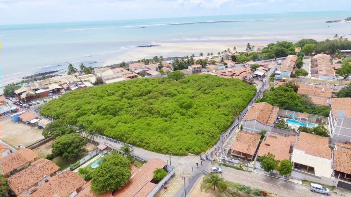 Uma rivalidade saudável e de proporções gigantescas movimenta o turismo no Nordeste. No Rio Grande do Norte, o Cajueiro de Pirangi (em Parnamirim) possui o título no Guinness Book como o maior do mundo. (Divulgação/Idema-RN)