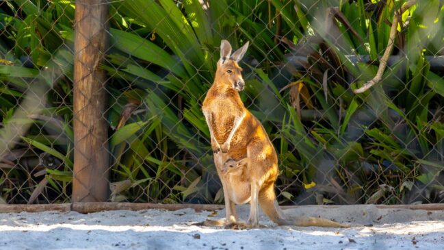 Às vésperas do Dia das Mães, um novo morador começou a chamar a atenção dos visitantes do Zoológico de São Paulo