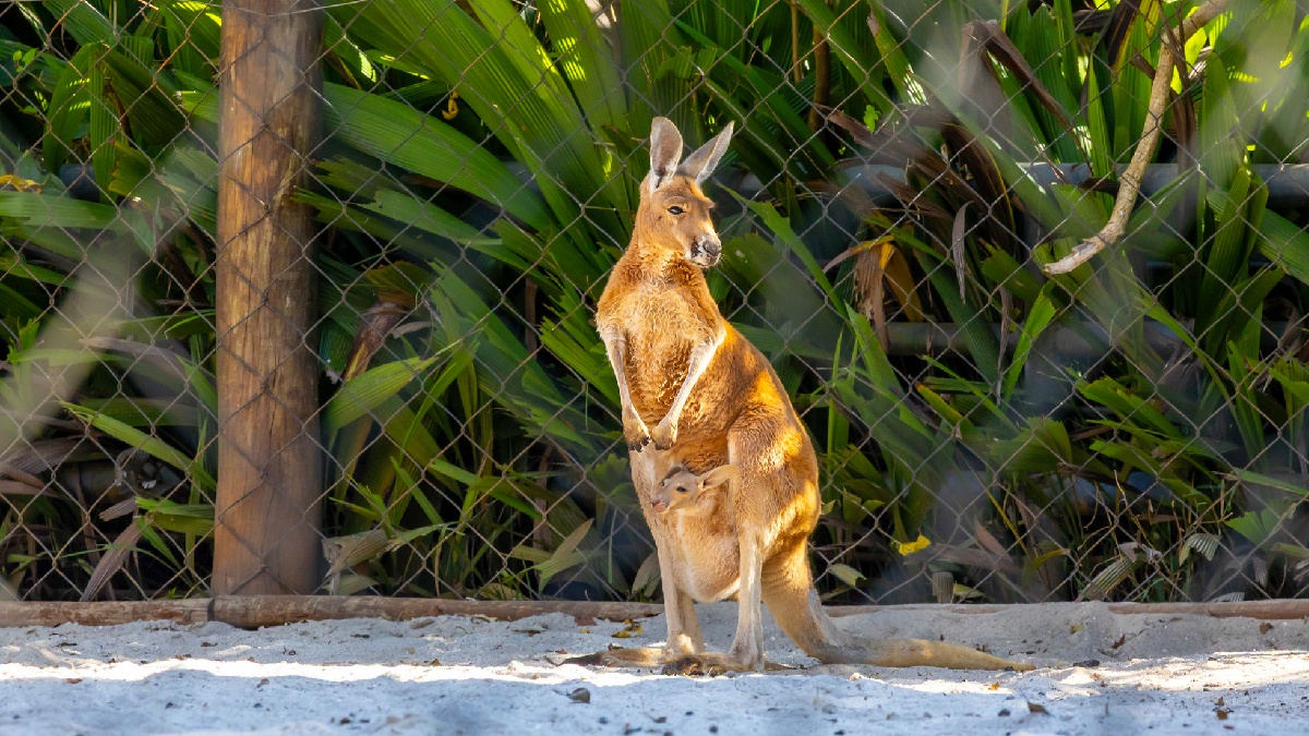 Às vésperas do Dia das Mães, um novo morador começou a chamar a atenção dos visitantes do Zoológico de São Paulo