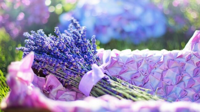 Quando aplicada corretamente, a lavanda auxilia na regeneração da pele e na recuperação de pequenas lesões