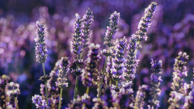 Apesar de ser mais conhecida como uma fragrância de perfume, a lavanda é uma planta usada há séculos na medicina tradicional e que oferece benefícios comprovados cientificamente para o corpo e a mente