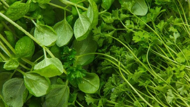 O agrião pode ser consumido cru em saladas, sanduíches e sucos verdes; também funciona em refogados rápidos, sopas e omeletes